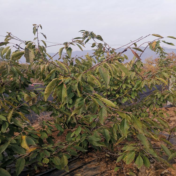 布鲁克斯大樱桃树苗种植方法羽腾樱桃苗厂家