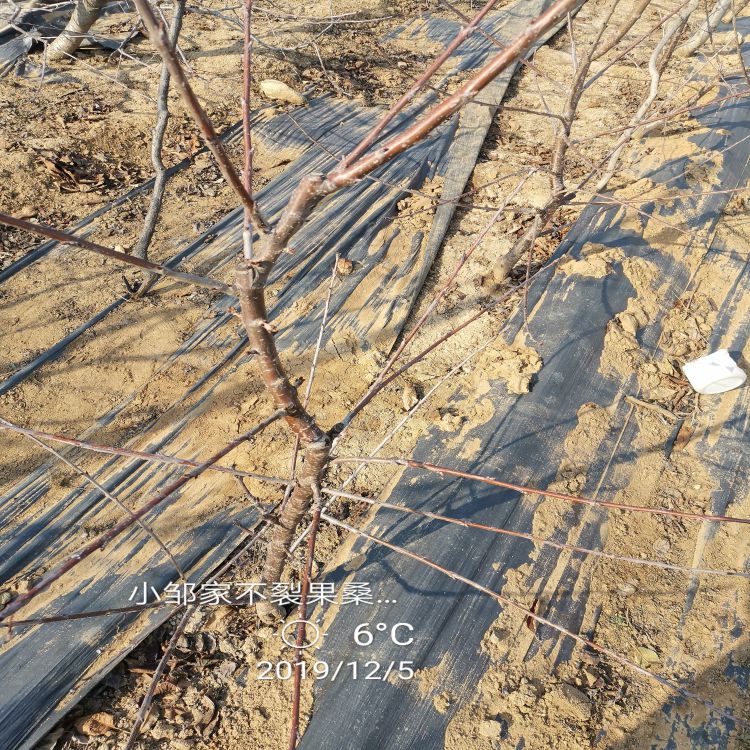 先锋大樱桃苗价格羽腾樱桃苗供应