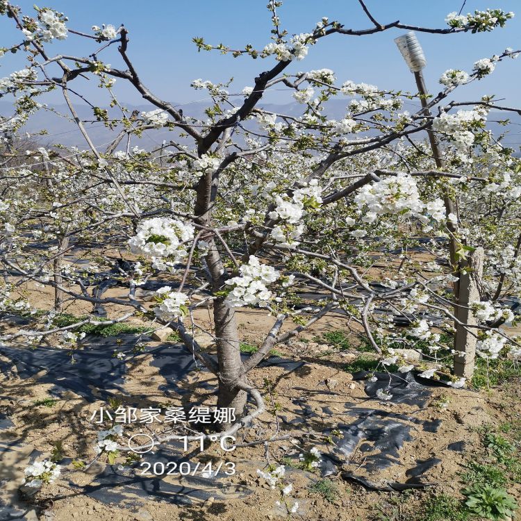 车厘子树苗樱桃苗圃羽腾樱桃苗供应