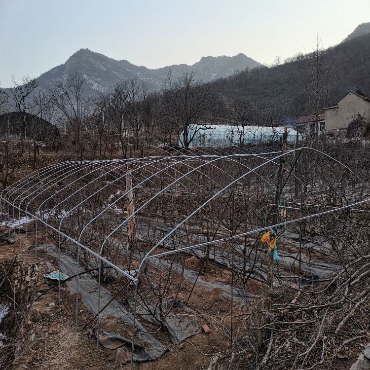 车厘子樱桃苗什么时候种植好樱桃苗新品种