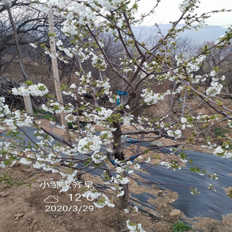 先锋大樱桃苗什么时候移栽羽腾樱桃苗圃