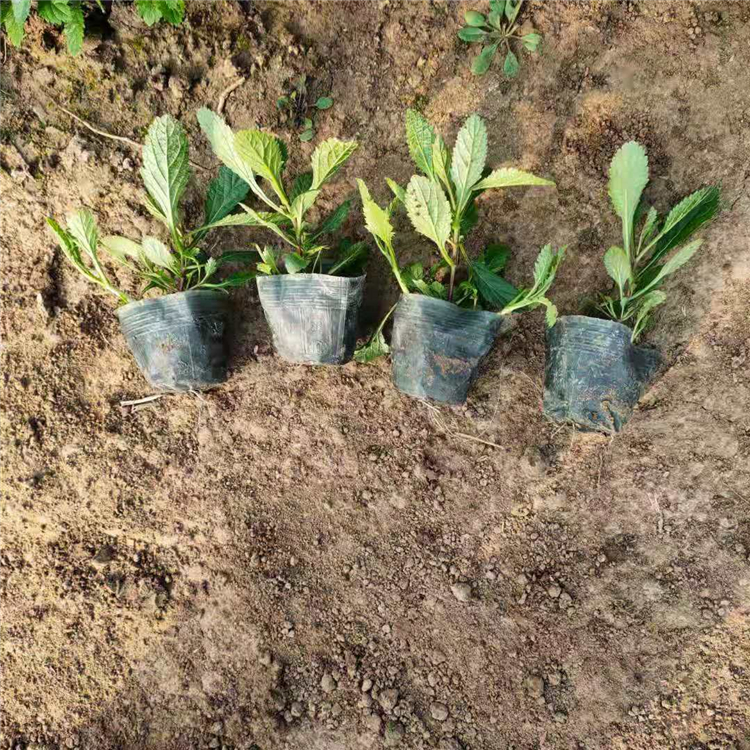 出售大量马鞭草小苗 多年生草本植物 顺菊花卉