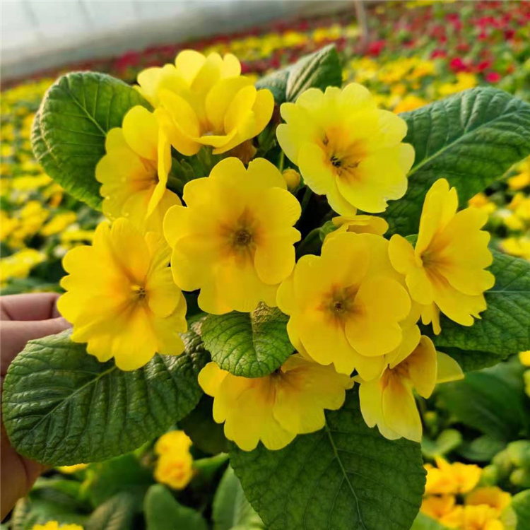 报春花盆栽 青州报春花小苗基地 顺菊花卉