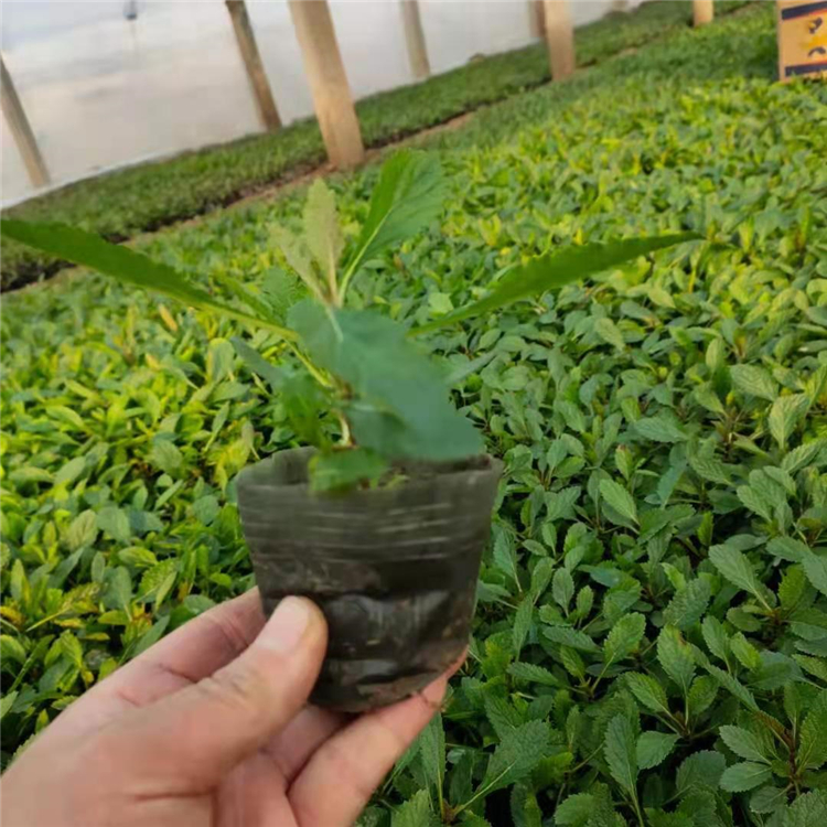 马鞭草花海 园林绿化工程用柳叶马鞭草批发