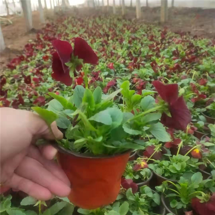 三色堇种植基地 顺菊 盆栽花卉批发