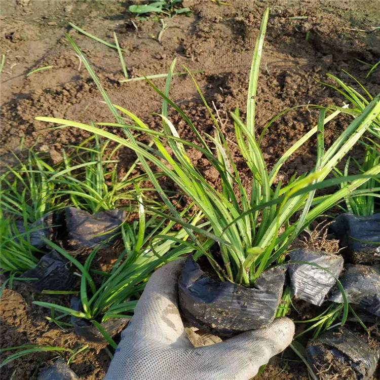 多芽麦冬基地 麦冬价格 营养钵麦冬批发 江瑞园艺麦冬货源