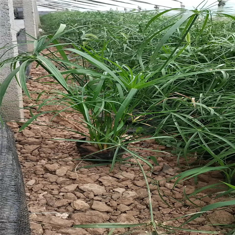 江瑞水生植物旱伞草基地 多年生旱伞草价格 水生植物系列 精选厂家 欢迎选购