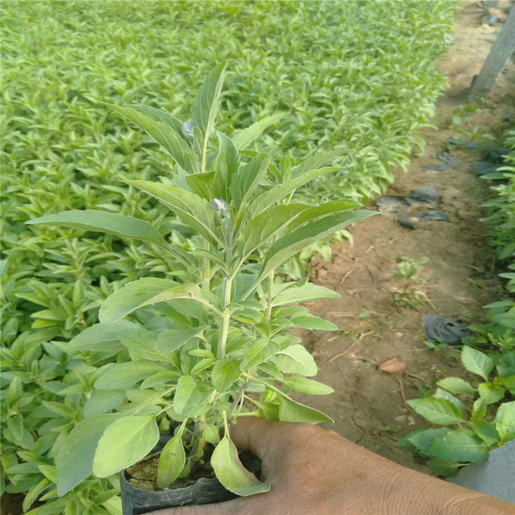 鼠尾草批发 蓝花鼠尾草价格 鼠尾草花期 时令花卉蓝花鼠尾草行情