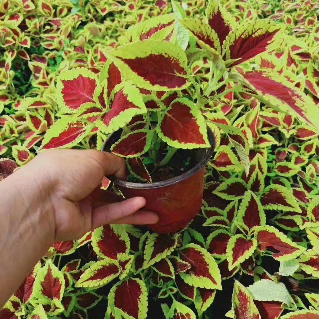  欧润 彩叶草 彩叶草盆草 绿化工程