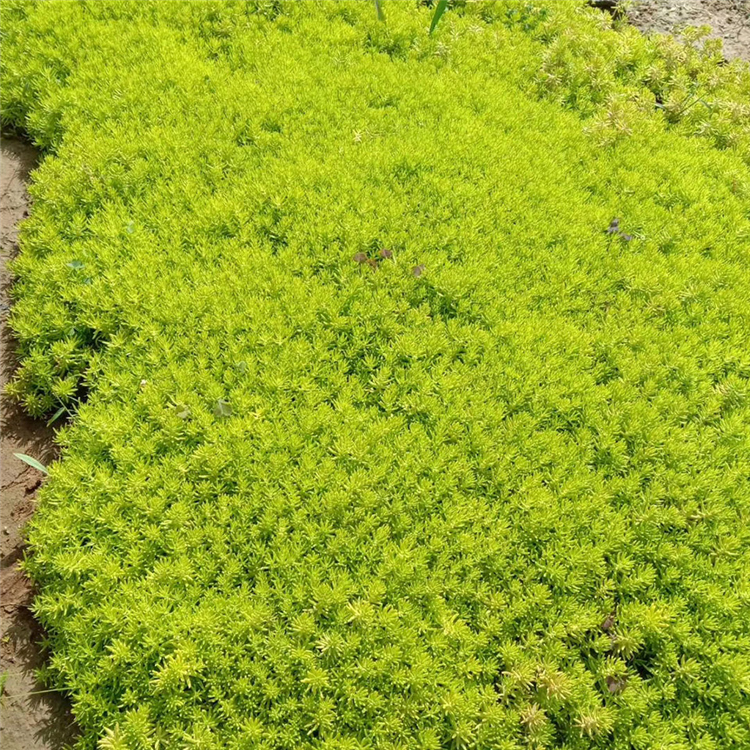耐寒花卉 佛甲草批发 亦扬花卉 基地栽培