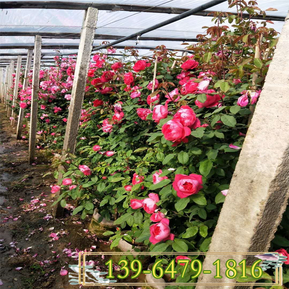 藤本月季花苗批发 爬藤月季小苗培育基地 高1.8米藤本月季大杯批发