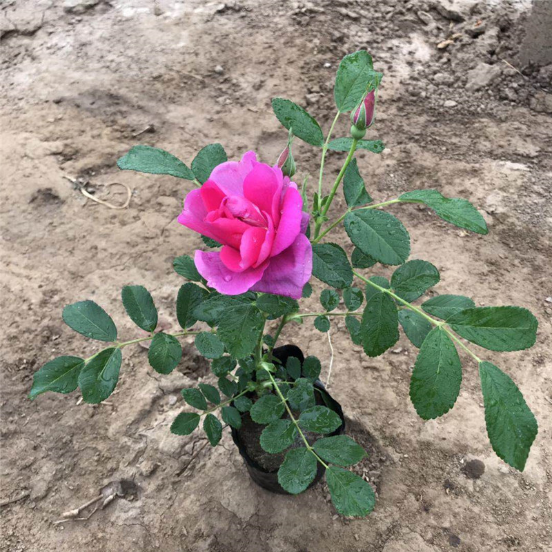 营养钵带土四季玫瑰小苗 四季玫瑰老桩苗带花苞发货 北方种植基地