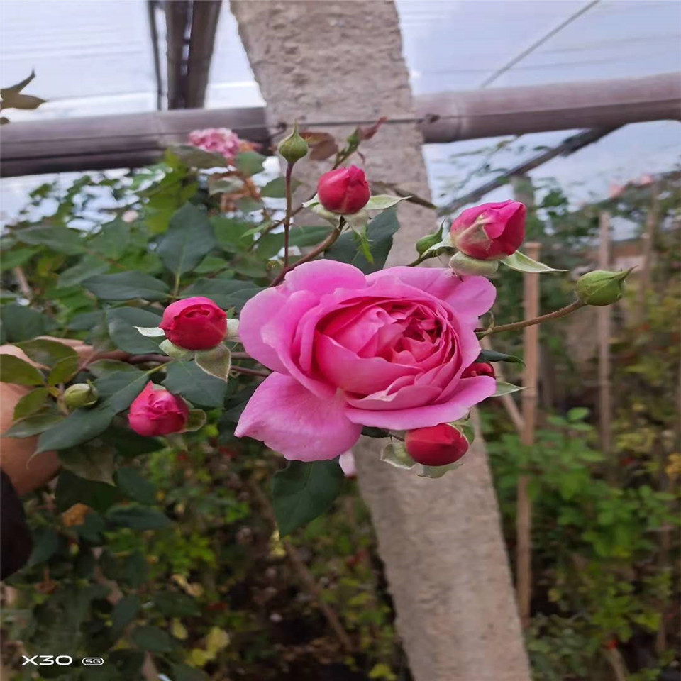 各种品种月季杯苗报价 红帽子月季花苗价格 玫红色月季花袋苗