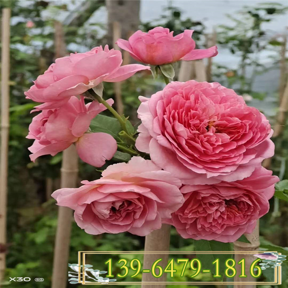 批发欧洲藤本月季袋苗 金色庆典欧月容器苗 攀援植物月季花苗 爬藤植物
