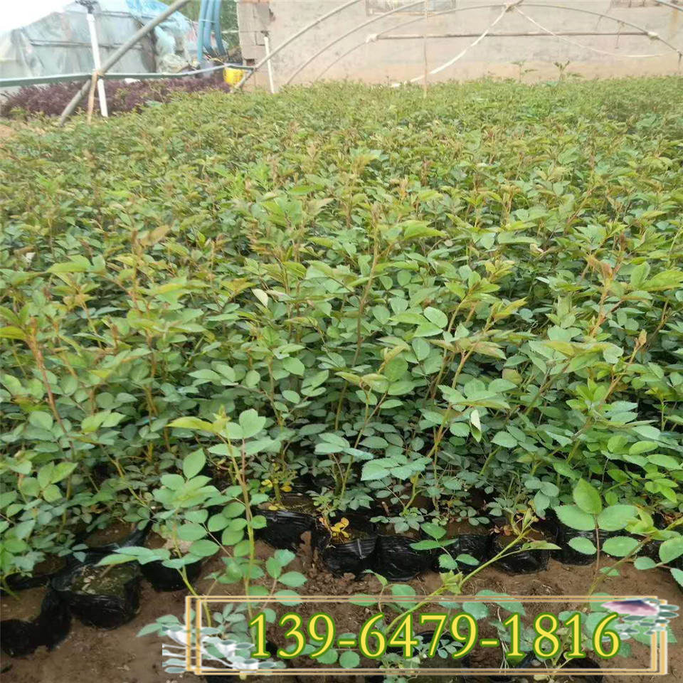 大花多花蔷薇工程苗 藤本爬墙植物蔷薇花苗 青州花卉供应批发