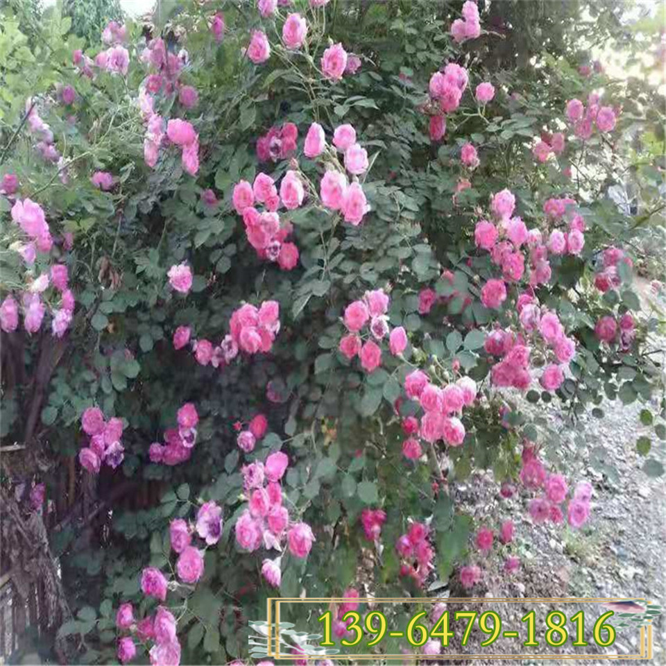 日本无刺蔷薇盆苗 永生花蔷薇营养钵苗 四季蔷薇营养袋苗