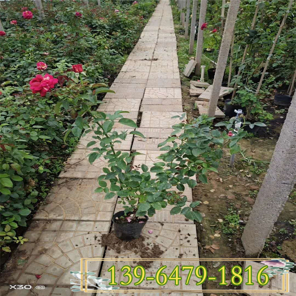 玫瑰月季欧月绿化苗 瑞典女王 盆栽地栽欧洲月季花苗 带花发货 