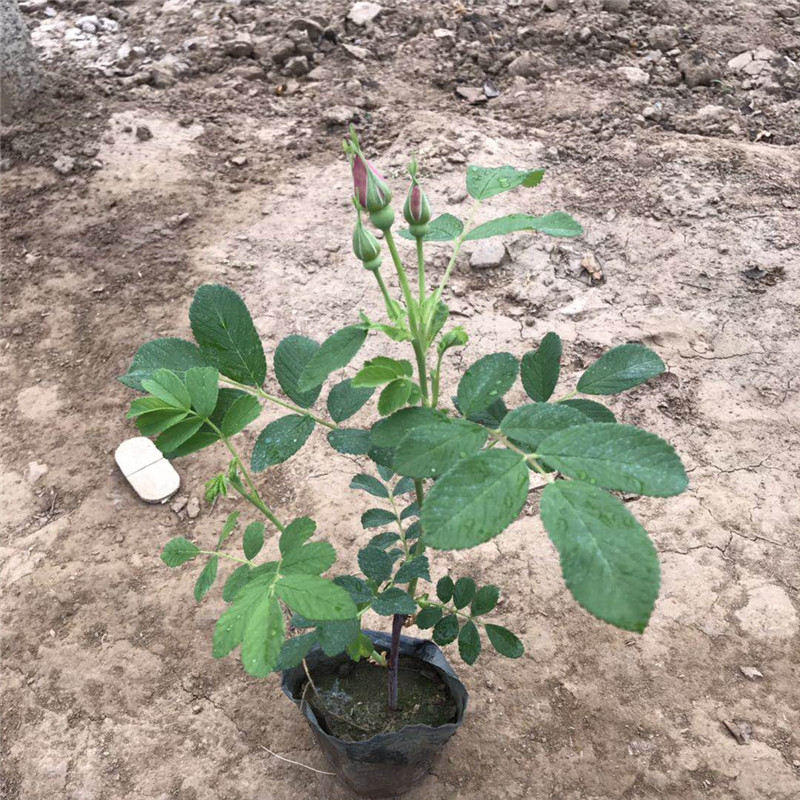 四季玫瑰小苗 玫瑰月季盆苗报价 小区绿化植物常用工程苗