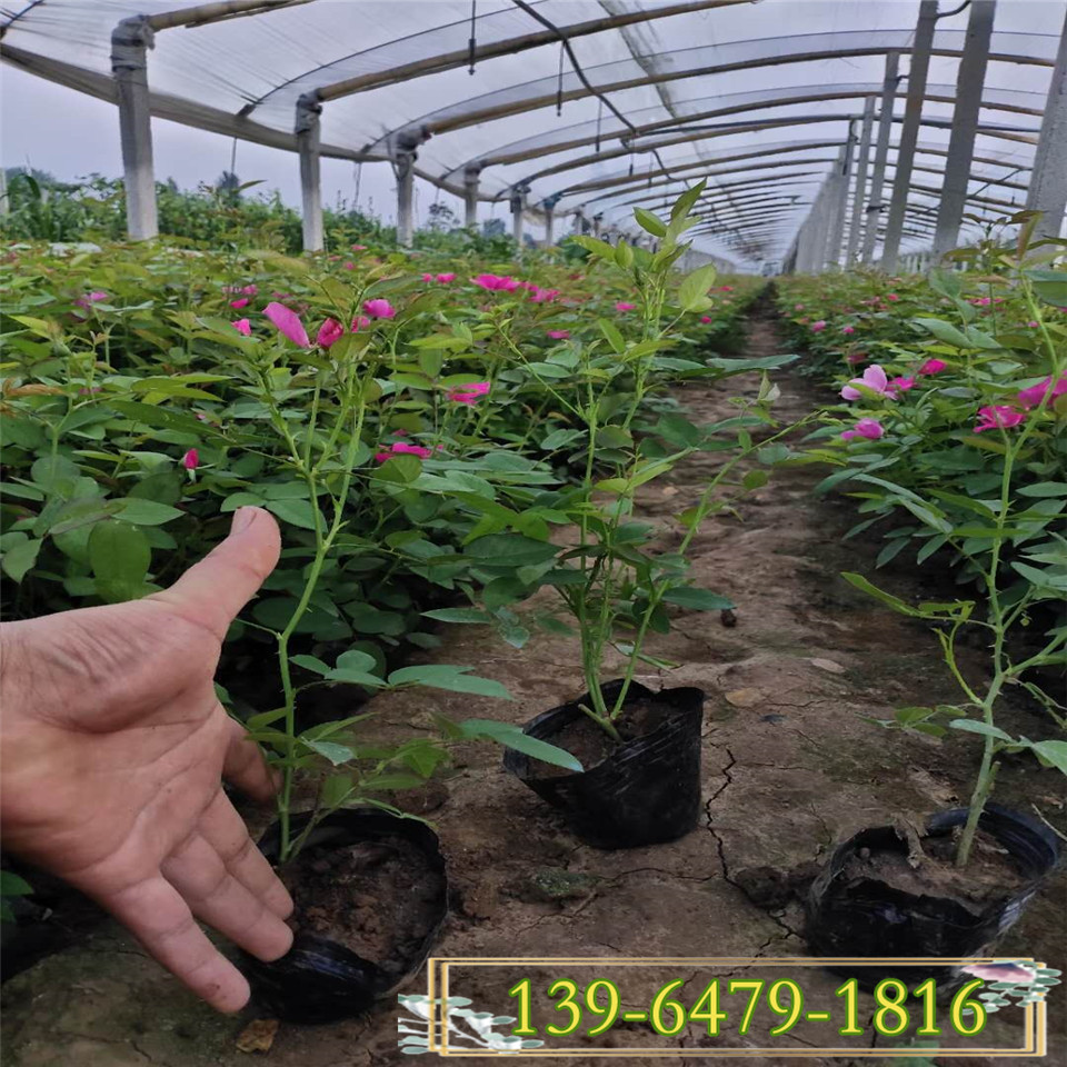 辽宁耐寒大花月季大杯苗 丰花月季园林应用 丰花月季1-3年苗