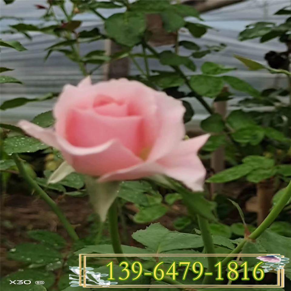 欧月容器苗 福斯塔夫欧洲月季花苗 攀援紫红色爬藤球状月季