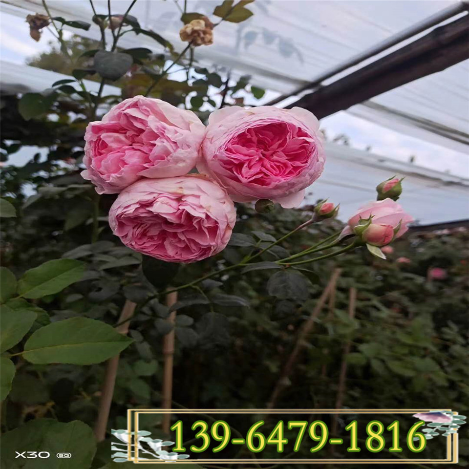 藤本月季蔷薇1年苗 攀援爬藤植物庭院阳台花苗 大花品种基地