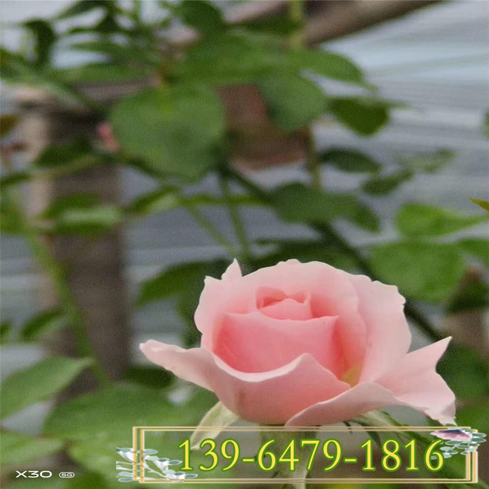 欧月月季小苗 藤本灌木欧月月季工程苗 红宝石月季爬藤植物