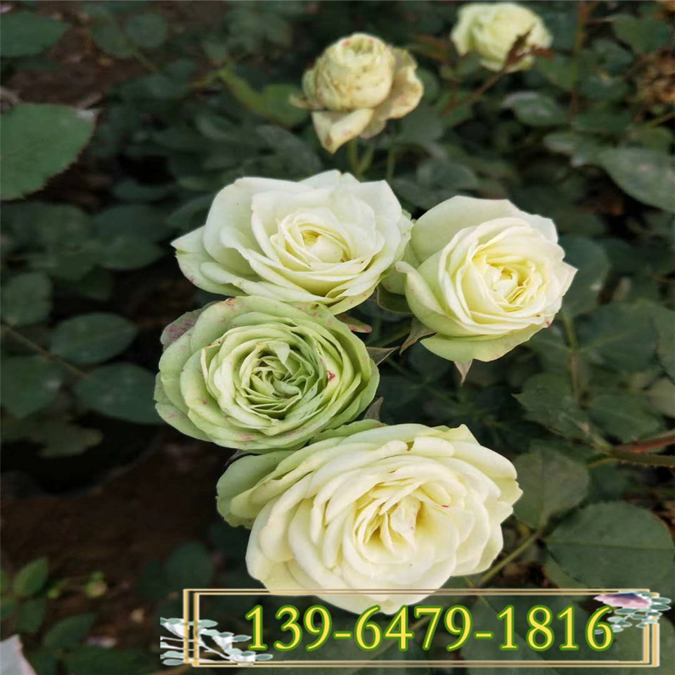 新品爬藤月季花苗 印象派大花藤本月季价格  爬墙月季蔷薇带盆苗