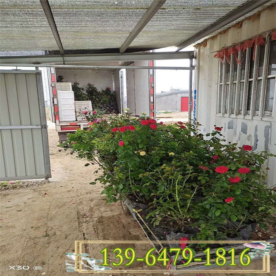 爬藤中花蔷薇容器苗基地现挖 多花蔷薇杯苗庭院美化 多色蔷薇基地