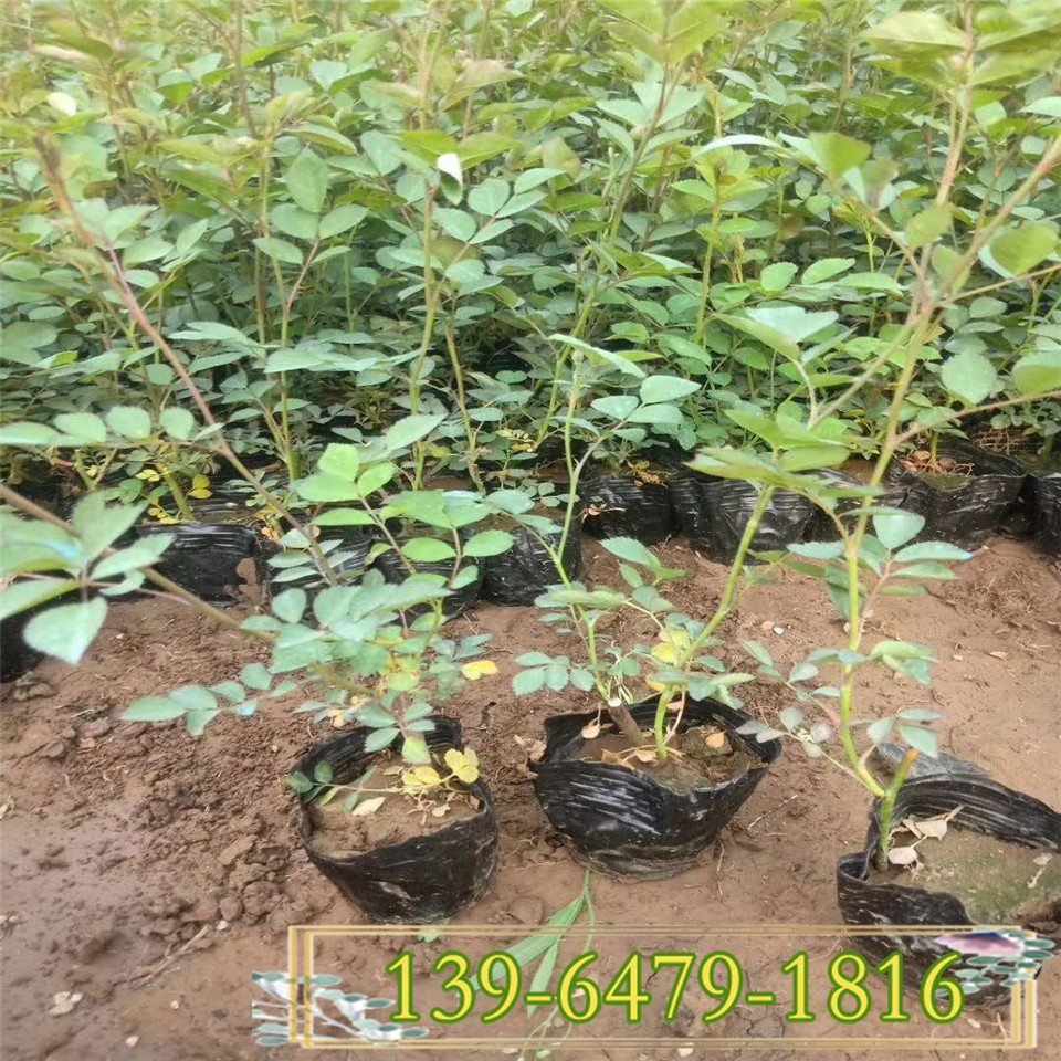 日本无刺蔷薇杯苗 爬藤小花蔷薇袋苗价格 四季蔷薇花期长的植物