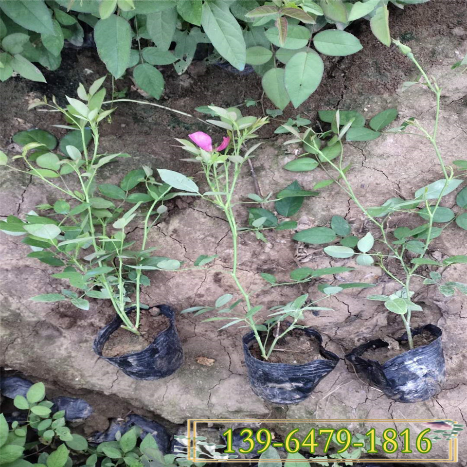 花圃供应25公分丰花月季小苗 品种月季卡罗拉营养钵苗 丰花月季容器苗