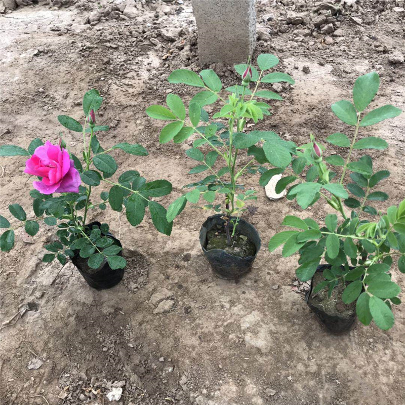 25公分高度微型月季小苗价格 青州玫瑰月季杯苗基地 四季玫瑰花期
