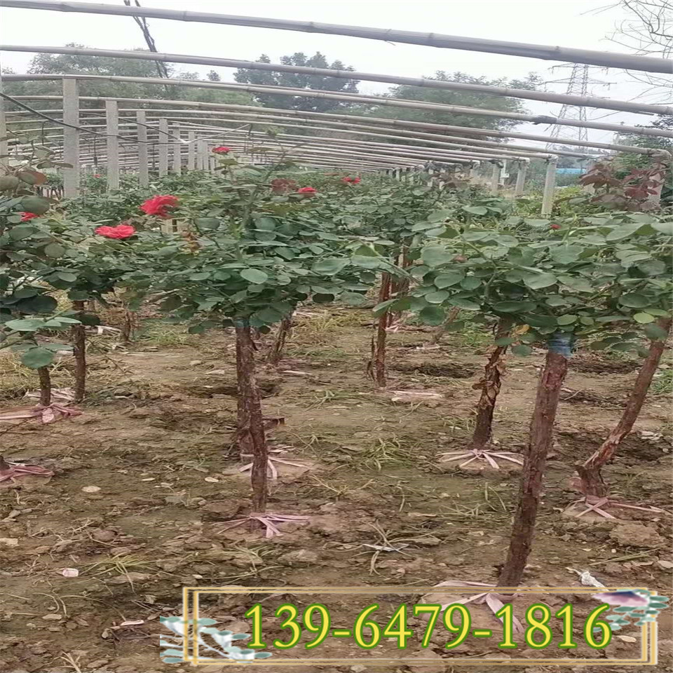 3公分月季树状月季花 基地培植月季树 大花丰花高杆月季