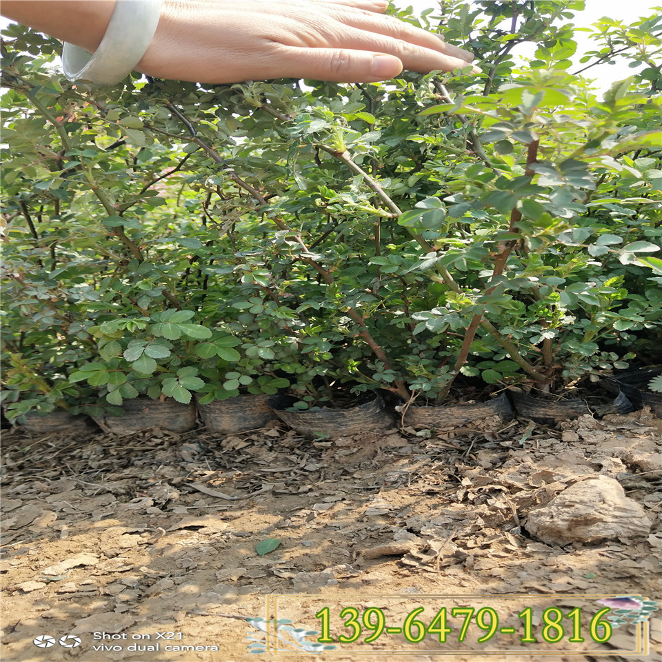 无刺蔷薇开花时间长 爬藤蔷薇小苗  藤本蔷薇工程绿化苗 