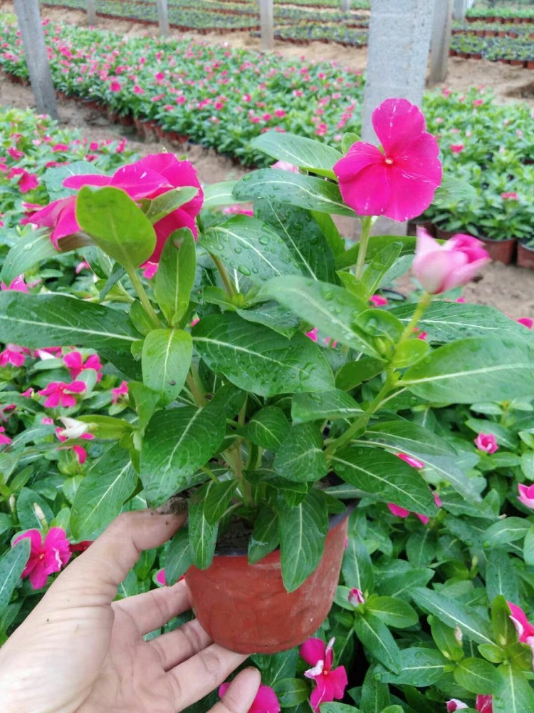长春花 草花厂家