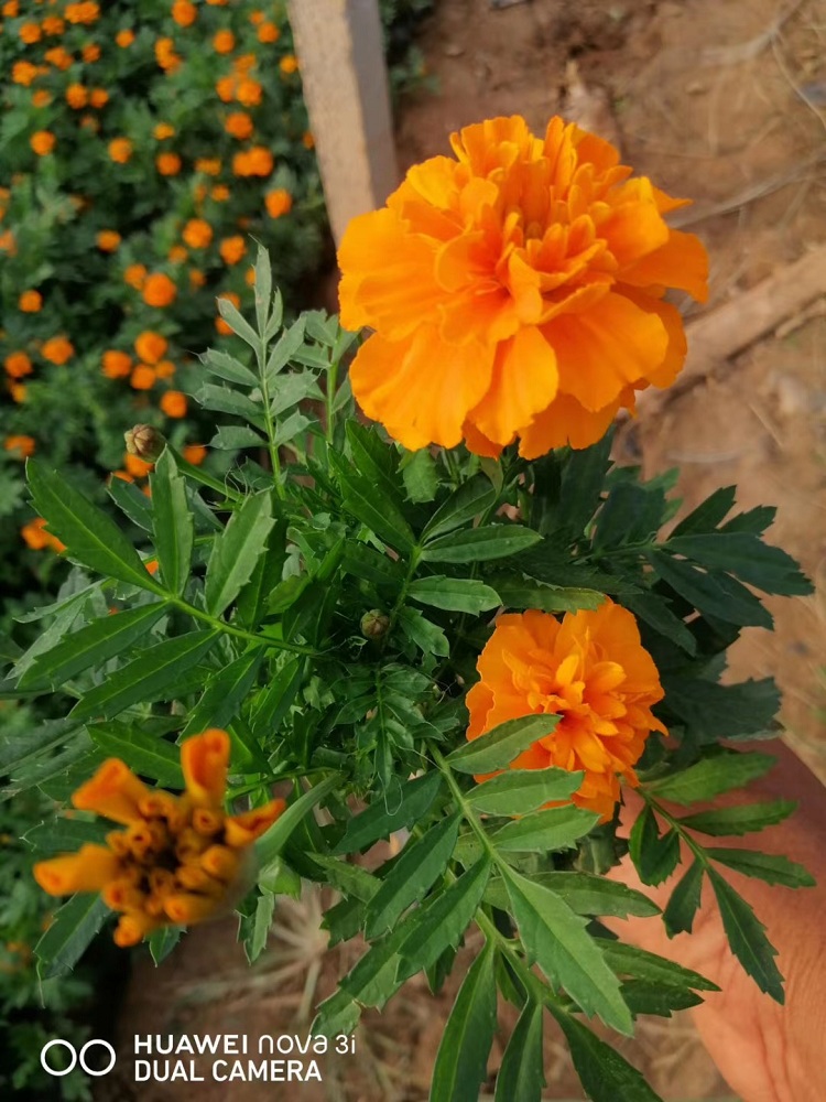 孔雀草 组摆草花 孔雀草种子