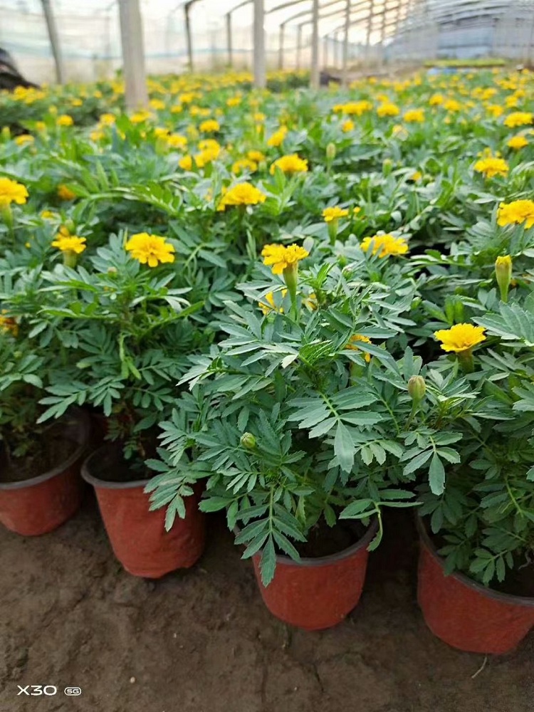 孔雀草 时令草花基地 黄色孔雀草