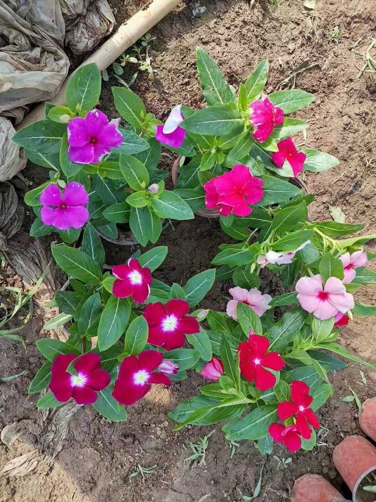 长春花 北方时令草花