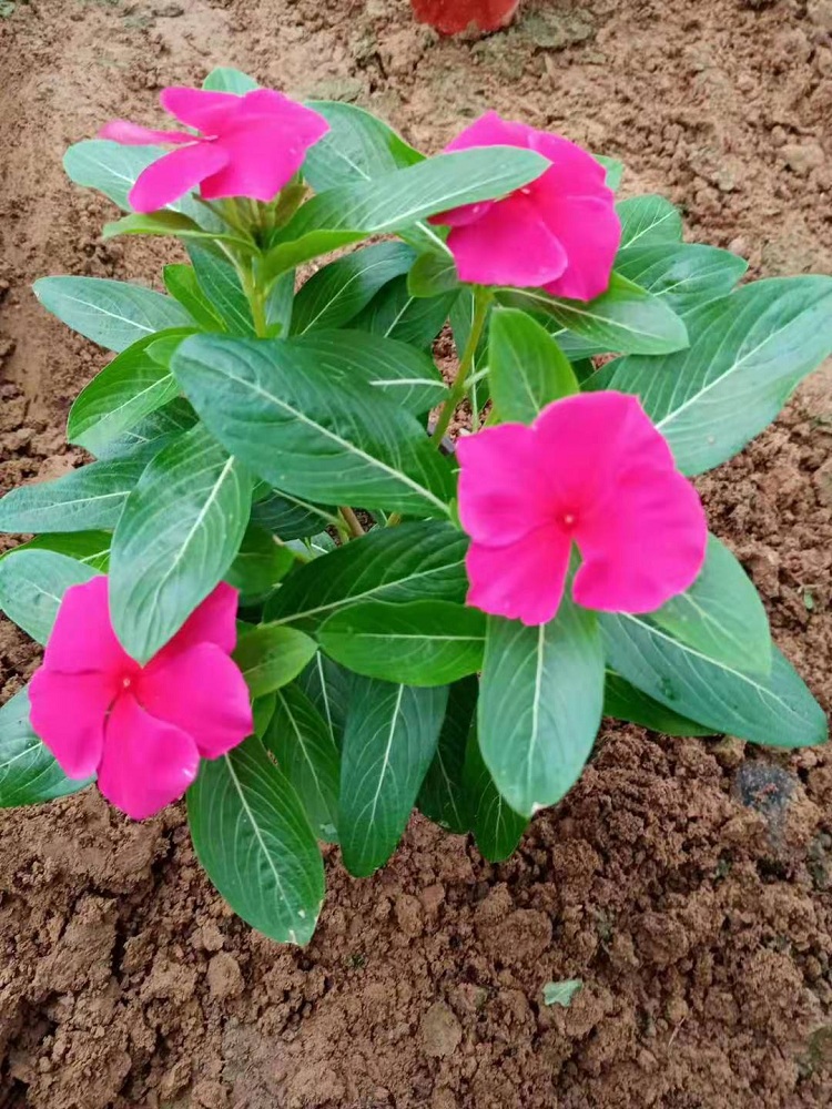 长春花价格 南方时令草花