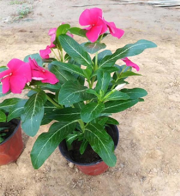 长春花 长春花杯苗 多色长春花
