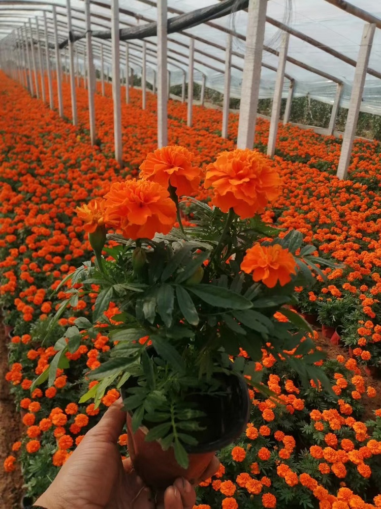 孔雀草价格 组摆用草花 黄色孔雀草