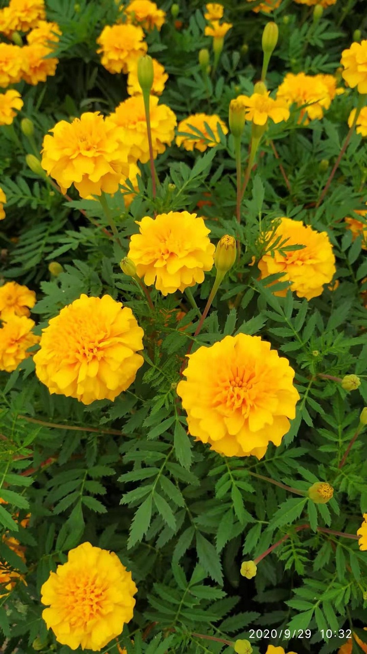 孔雀草 喜庆草花 孔雀草价格