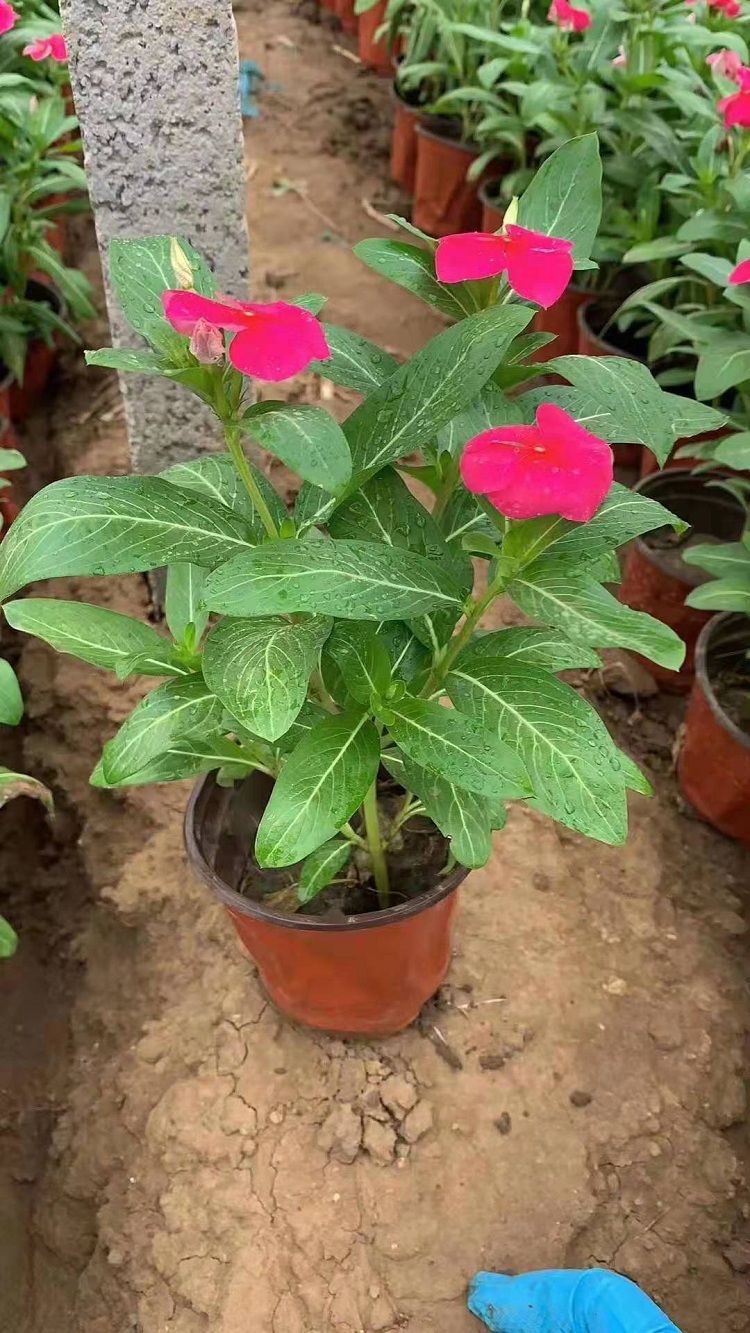 天天开价格 北方节日草花 天天开