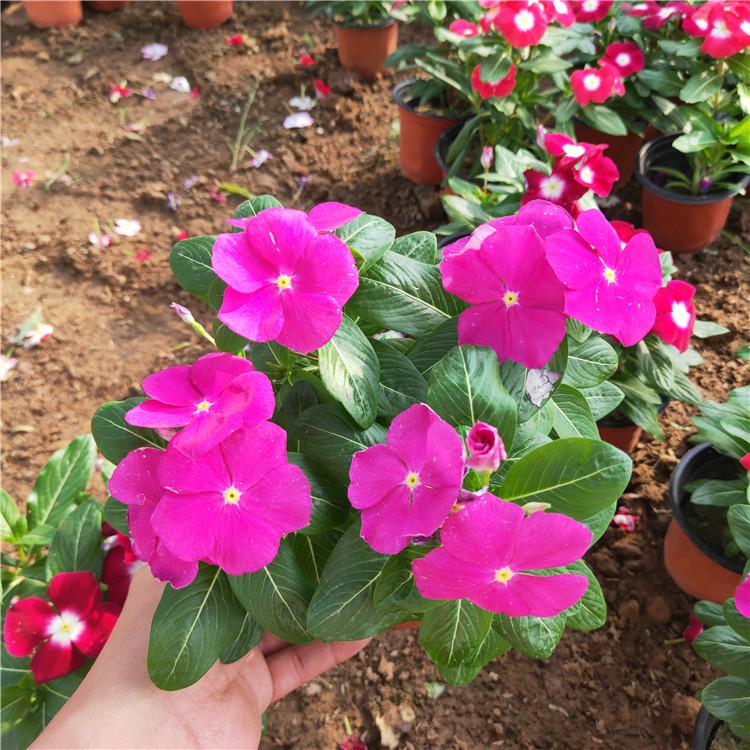 多色长春花 青州长春花价格
