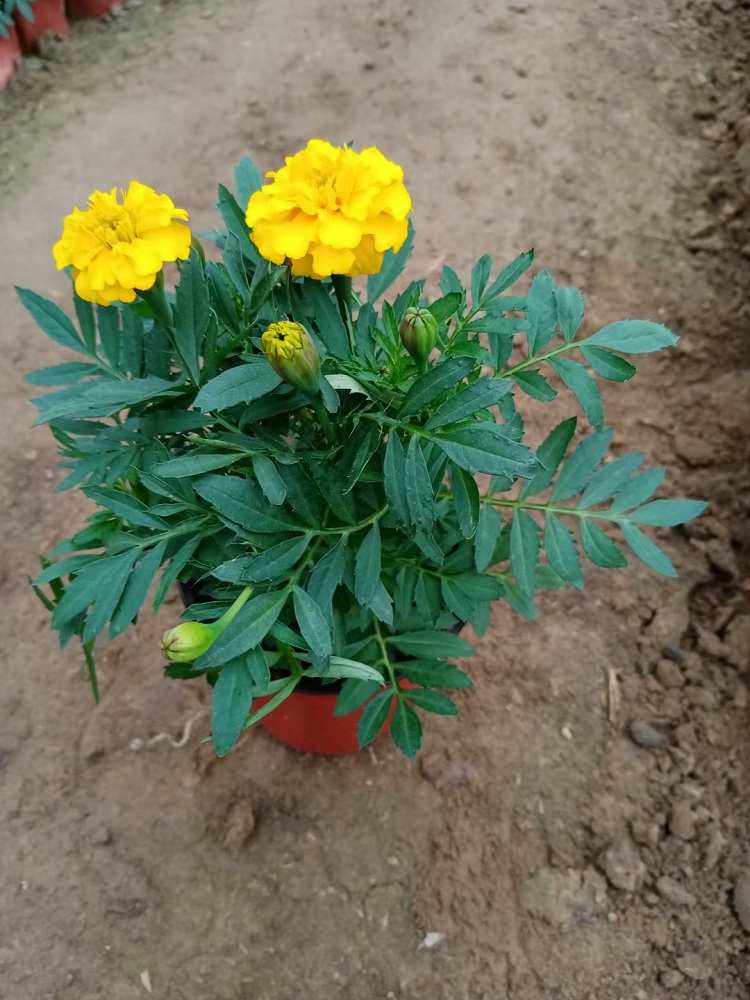 孔雀草 组摆用孔雀草 黄色孔雀草