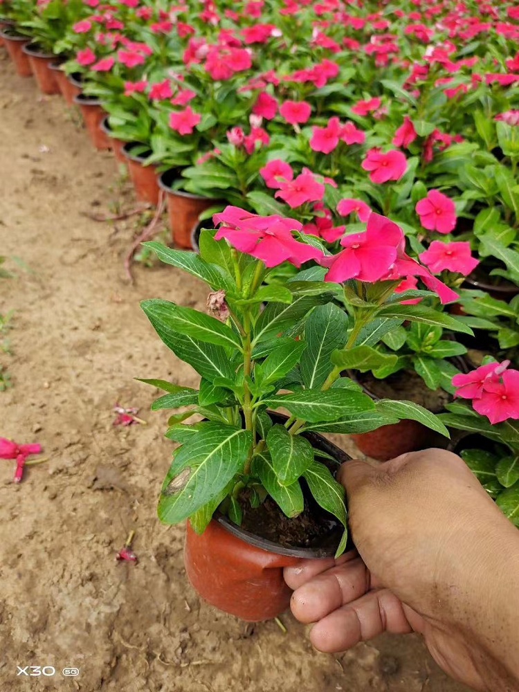 天天开价格 节日摆放草花 天天开