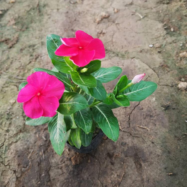 天天开价格 时令草花 顺和花卉