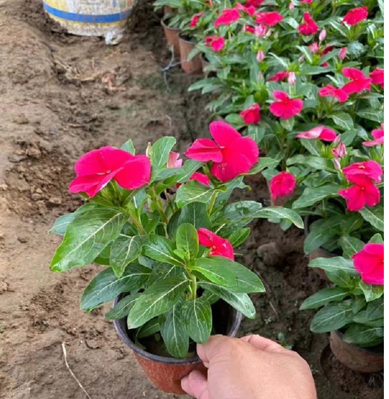 长春花 双色盆长春花 全年开花