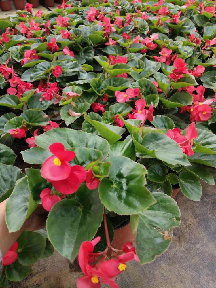 大花海棠 海棠花种植基地