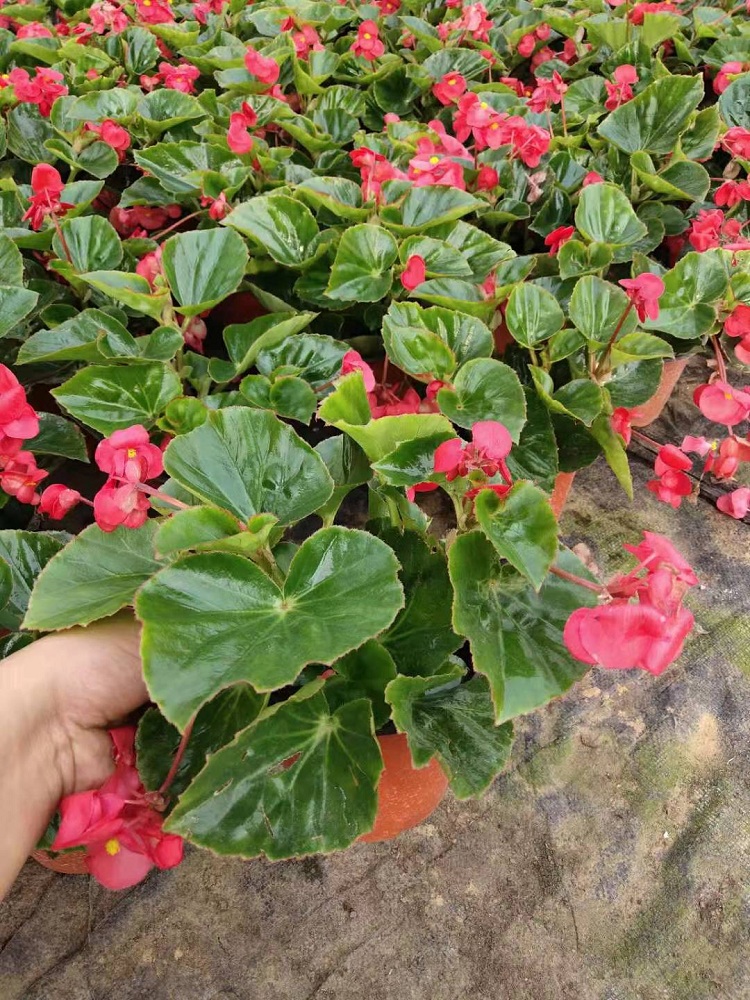 大花海棠 观花大花海棠价格