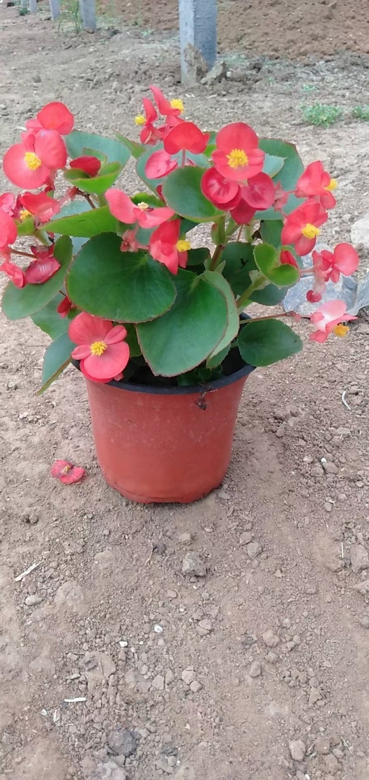 大花海棠 大花海棠种植基地